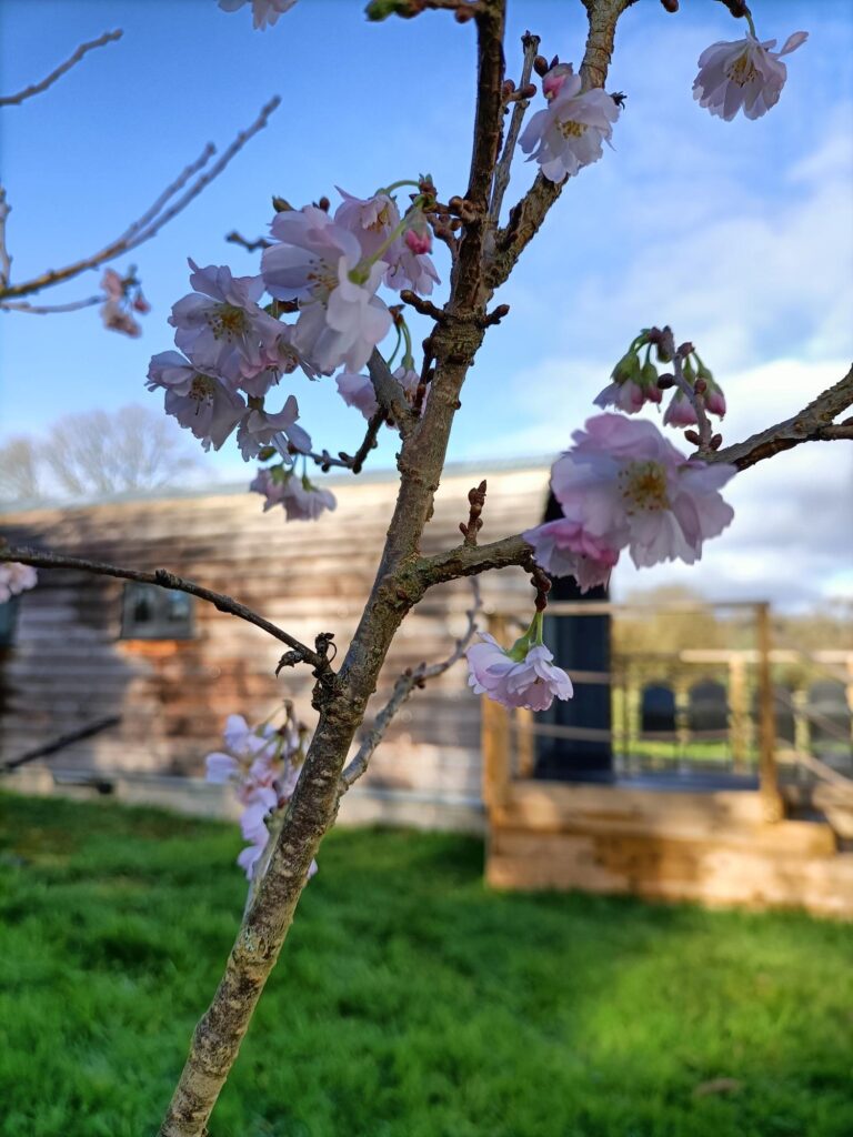 cherry pod behind cherry blossom